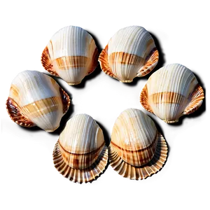 Artistic Shells Arrangement Png Fvf47 PNG Image