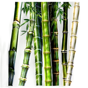 Asia Bamboo Forest Png 06232024 PNG Image