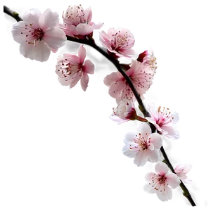 Asia Cherry Blossom Png 06232024 PNG Image