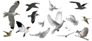 Assorted Birds In Flight PNG Image