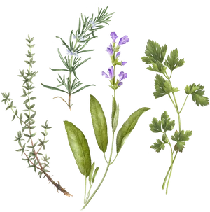 Assorted Culinary Herbs Illustration PNG Image