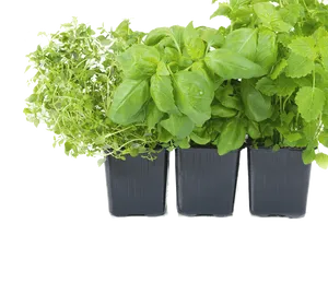 Assorted Fresh Herbsin Pots PNG Image