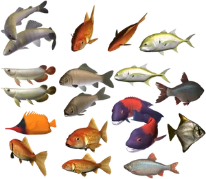 Assorted Freshwater Fish Collection PNG