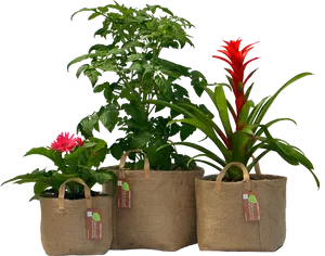 Assorted Plantsin Eco Friendly Pots PNG Image