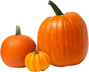 Assorted Pumpkinsand Squash PNG Image