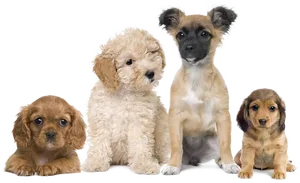 Assorted Puppy Breeds Group PNG Image