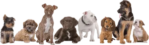 Assorted Puppy Breeds Lineup PNG Image