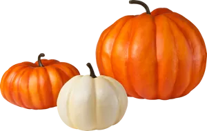 Assorted Squash Varieties PNG Image