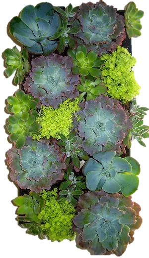 Assorted Succulents Vertical Garden PNG Image