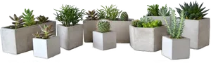 Assorted Succulentsin Concrete Planters PNG Image