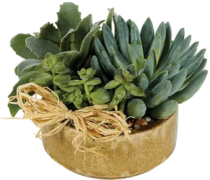 Assorted Succulentsin Cracked Gold Pot PNG Image