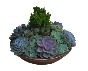 Assorted Succulentsin Planter PNG Image