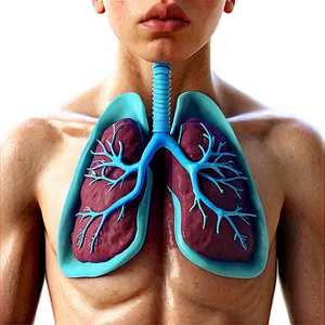 Asthma Affected Lung Png Vhd32 PNG Image