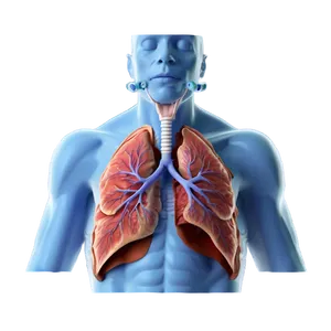 Asthma And Respiratory System Png Jma80 PNG Image