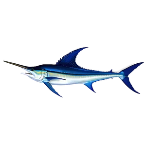 Atlantic Blue Marlin Png Bli PNG Image