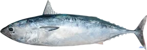 Atlantic Bluefin Tuna Side View PNG Image