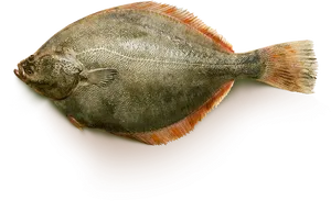 Atlantic Flounder Fish Isolated PNG Image