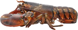 Atlantic Lobsteron Transparent Background PNG Image