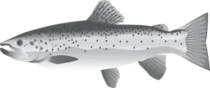 Atlantic Salmon Illustration PNG