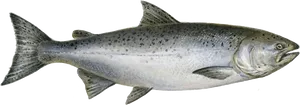 Atlantic Salmon Illustration PNG Image