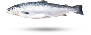 Atlantic Salmon Isolatedon White PNG Image