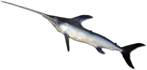 Atlantic Swordfish Side View.png PNG Image