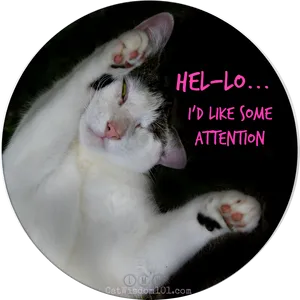 Attention Seeking Cat Meme PNG Image