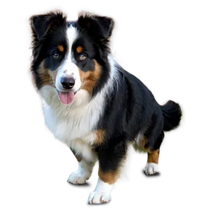 Australian Shepherd Dog Png 19 PNG Image