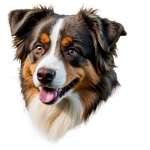 Australian Shepherd Dog Png 31 PNG Image