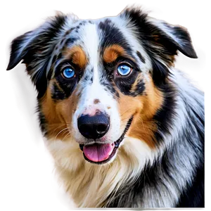 Australian Shepherd With Blue Eyes Png Fps PNG Image