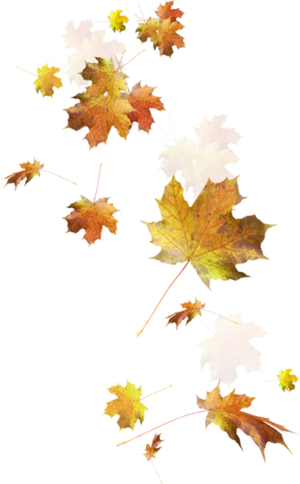 Autumn_ Leaves_ Against_ Black_ Background.jpg PNG Image