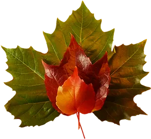 Autumn_ Leaves_ Arrangement PNG Image