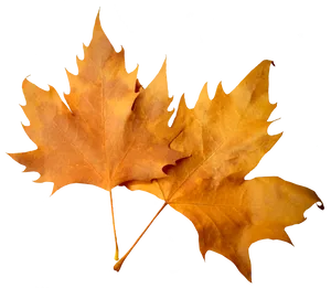 Autumn Leaves Black Background PNG Image