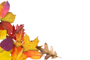 Autumn Leaves Black Background.jpg