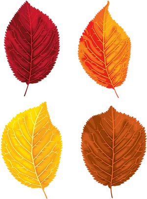 Autumn_ Leaves_ Collection_ Vector PNG Image