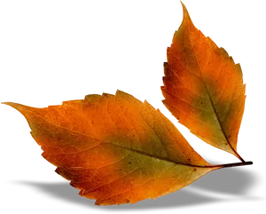 Autumn Leaves Transparent Background PNG Image