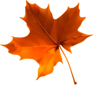 Autumn Maple Leaf Isolated PNG Image