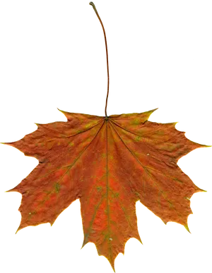 Autumn Maple Leaf Texture PNG Image