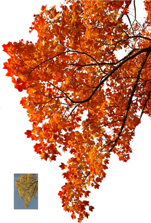 Autumn Maple Leaves Blue Sky PNG Image