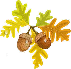 Autumn Oak Leavesand Acorns PNG Image