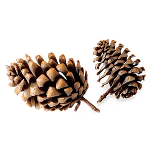 Autumn Pinecone Graphic Png 06132024 PNG Image