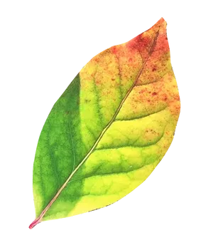 Autumn Transition Leaf.png PNG Image