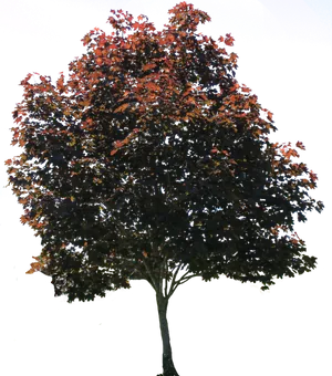 Autumn Tree Isolated Background PNG Image