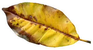 Autumnal Decay Leaf Texture PNG Image