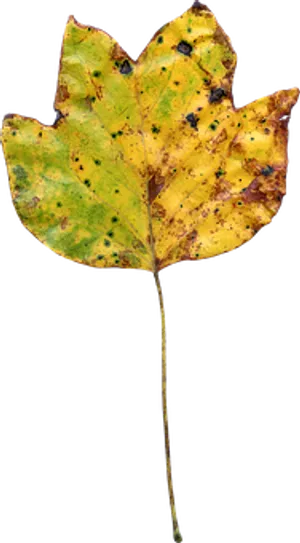 Autumnal Tulip Poplar Leaf PNG