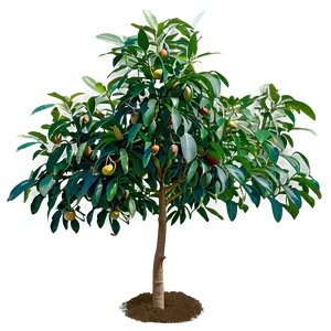 Avocado Tree Png 84 PNG Image