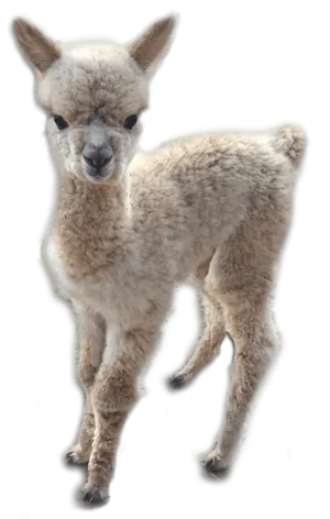 Baby Alpaca Standing Cutout.png PNG Image