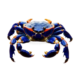 Baby Crab Png 05232024 PNG Image