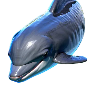 Baby Dolphins Png 06112024 PNG Image