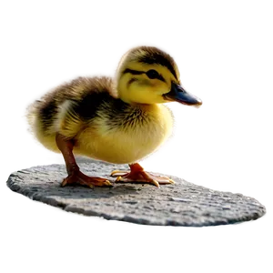 Baby Duckling Walking Png Kor PNG Image